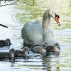 17.05. Nachwuchs bei unseren Schwänen. Willkommen ihr Süssen