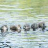 17.05. Nachwuchs bei unseren Schwänen. Willkommen ihr Süssen