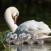 17.05. Nachwuchs bei unseren Schwänen. Willkommen ihr Süssen
