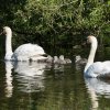 17.05. Nachwuchs bei unseren Schwänen. Willkommen ihr Süssen
