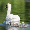 17.05. Nachwuchs bei unseren Schwänen. Willkommen ihr Süssen