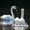 17.05. Nachwuchs bei unseren Schwänen. Willkommen ihr Süssen