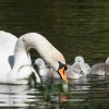 17.05. Nachwuchs bei unseren Schwänen. Willkommen ihr Süssen