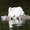 17.05. Nachwuchs bei unseren Schwänen. Willkommen ihr Süssen