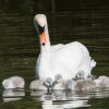 17.05. Nachwuchs bei unseren Schwänen. Willkommen ihr Süssen