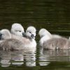 17.05. Nachwuchs bei unseren Schwänen. Willkommen ihr Süssen