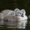 17.05. Nachwuchs bei unseren Schwänen. Willkommen ihr Süssen