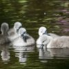 17.05. Nachwuchs bei unseren Schwänen. Willkommen ihr Süssen