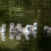 17.05. Nachwuchs bei unseren Schwänen. Willkommen ihr Süssen