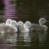 17.05. Nachwuchs bei unseren Schwänen. Willkommen ihr Süssen