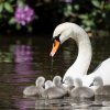 17.05. Nachwuchs bei unseren Schwänen. Willkommen ihr Süssen