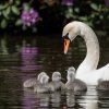 17.05. Nachwuchs bei unseren Schwänen. Willkommen ihr Süssen