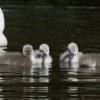 17.05. Nachwuchs bei unseren Schwänen. Willkommen ihr Süssen