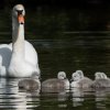 17.05. Nachwuchs bei unseren Schwänen. Willkommen ihr Süssen