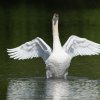 17.05. Nachwuchs bei unseren Schwänen. Willkommen ihr Süssen