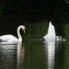 17.05. Nachwuchs bei unseren Schwänen. Willkommen ihr Süssen
