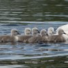 17.05. Nachwuchs bei unseren Schwänen. Willkommen ihr Süssen