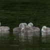 17.05. Nachwuchs bei unseren Schwänen. Willkommen ihr Süssen