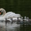 17.05. Nachwuchs bei unseren Schwänen. Willkommen ihr Süssen