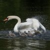 17.05. Nachwuchs bei unseren Schwänen. Willkommen ihr Süssen