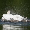 17.05. Nachwuchs bei unseren Schwänen. Willkommen ihr Süssen