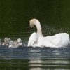 17.05. Nachwuchs bei unseren Schwänen. Willkommen ihr Süssen