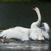 17.05. Nachwuchs bei unseren Schwänen. Willkommen ihr Süssen