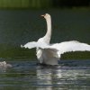 17.05. Nachwuchs bei unseren Schwänen. Willkommen ihr Süssen