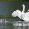 17.05. Nachwuchs bei unseren Schwänen. Willkommen ihr Süssen