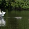 17.05. Nachwuchs bei unseren Schwänen. Willkommen ihr Süssen