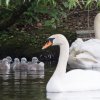 17.05. Nachwuchs bei unseren Schwänen. Willkommen ihr Süssen