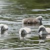 17.05. Nachwuchs bei unseren Schwänen. Willkommen ihr Süssen