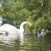 17.05. Nachwuchs bei unseren Schwänen. Willkommen ihr Süssen