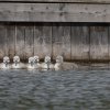 17.05. Nachwuchs bei unseren Schwänen. Willkommen ihr Süssen