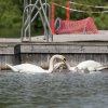 17.05. Nachwuchs bei unseren Schwänen. Willkommen ihr Süssen
