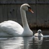 17.05. Nachwuchs bei unseren Schwänen. Willkommen ihr Süssen