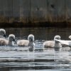 17.05. Nachwuchs bei unseren Schwänen. Willkommen ihr Süssen