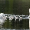 17.05. Nachwuchs bei unseren Schwänen. Willkommen ihr Süssen