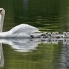 17.05. Nachwuchs bei unseren Schwänen. Willkommen ihr Süssen