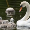 17.05. Nachwuchs bei unseren Schwänen. Willkommen ihr Süssen