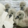 17.05. Nachwuchs bei unseren Schwänen. Willkommen ihr Süssen