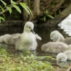 17.05. Nachwuchs bei unseren Schwänen. Willkommen ihr Süssen