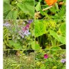 Blühwiese ein paar Bilder vom Juni und Juli