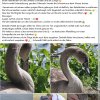 Schwanjunges in Not 21.082026