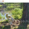 Aktion Warnschilder / Zaun / Rasen