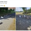 Wieder alles abgemäht! Verzweifelte Nahrungssuche der Schwanfamilie