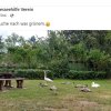 Wieder alles abgemäht! Verzweifelte Nahrungssuche der Schwanfamilie