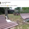 Wieder alles abgemäht! Verzweifelte Nahrungssuche der Schwanfamilie