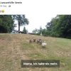 Wieder alles abgemäht! Verzweifelte Nahrungssuche der Schwanfamilie