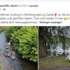 Wieder alles abgemäht! Verzweifelte Nahrungssuche der Schwanfamilie